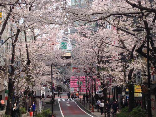 th_桜坂も満開