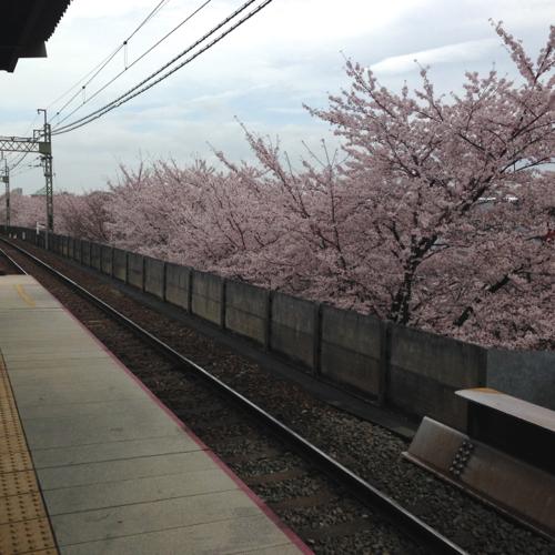 th_花曇り