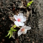 Thumbnail of post image 105