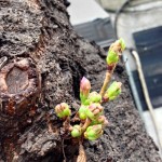 Thumbnail of related posts 198